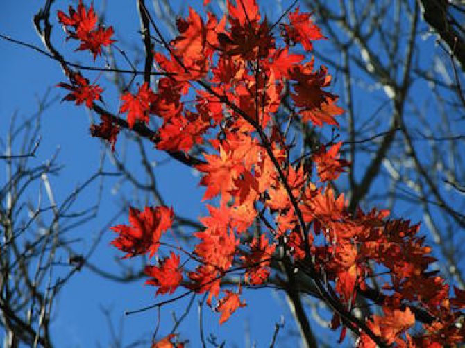 leaves